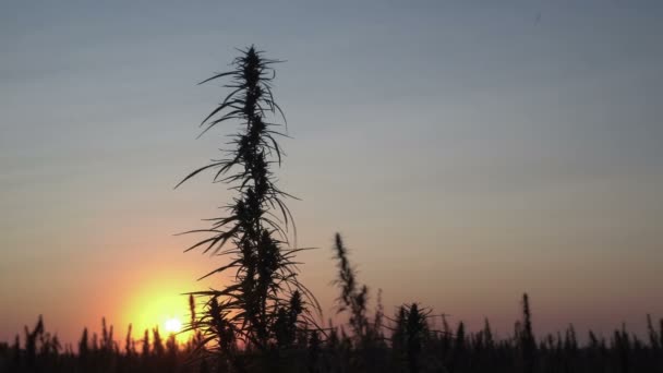 Крупный план марихуаны на фоне заката . — стоковое видео