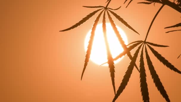 Close-up shot van marihuana op de zonsondergang achtergrond. — Stockvideo