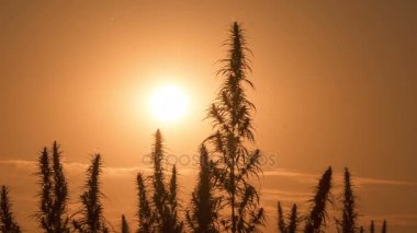 Orta esrar alan günbatımı arka planda işleme adam vurdu.