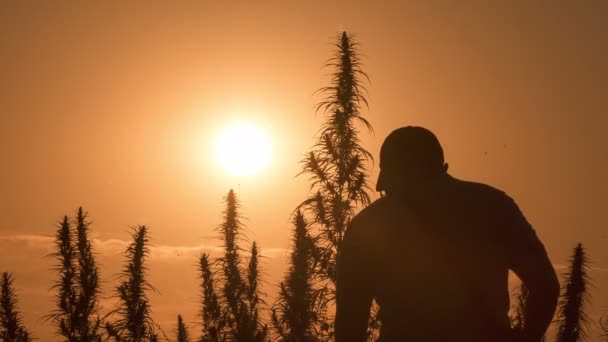 Mittlere Aufnahme des Mannes bei der Verarbeitung des Marihuana-Feldes im Hintergrund des Sonnenuntergangs. — Stockvideo