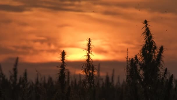 Breda skott av marijuana fält i den fantastiska solnedgången bakgrunden. — Stockvideo