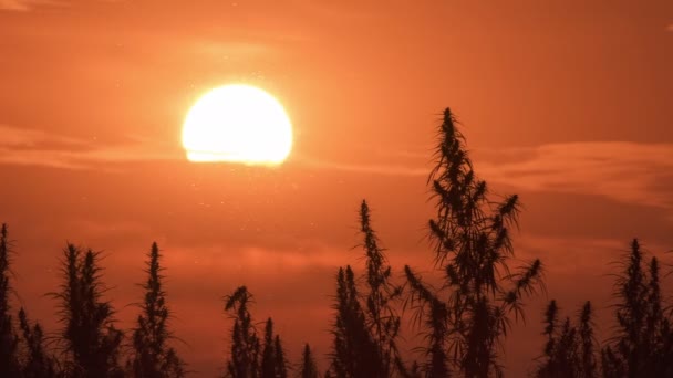 Zeitraffer des Marihuana-Feldes vor dem atemberaubenden Hintergrund des Sonnenuntergangs. — Stockvideo