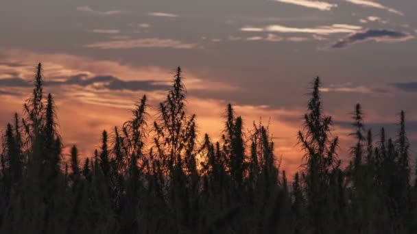 Timelapse do campo de maconha no incrível fundo do pôr do sol . — Vídeo de Stock