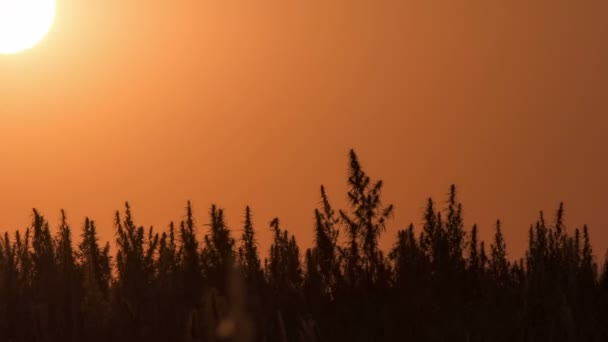 Timelapse van marihuana veld in de geweldige zonsondergang achtergrond. — Stockvideo