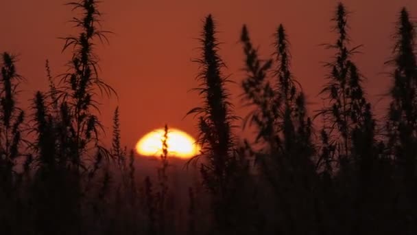 Timelapse del campo de marihuana en el increíble fondo del atardecer . — Vídeos de Stock