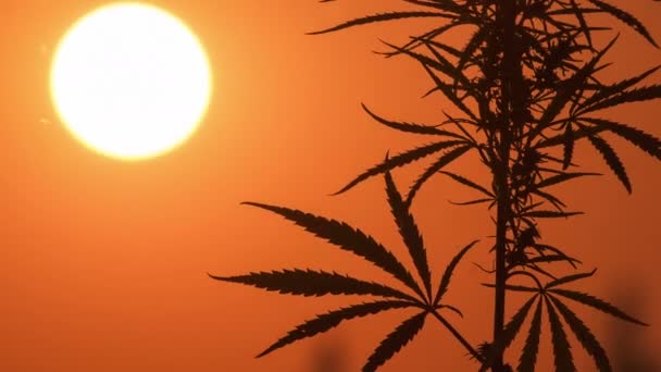 Calendário da cannabis no fundo do pôr-do-sol . — Vídeo de Stock