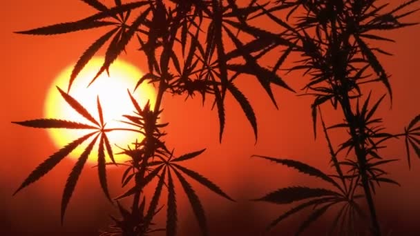 Timelapse of cannabis at the sunset background. — Stock Video