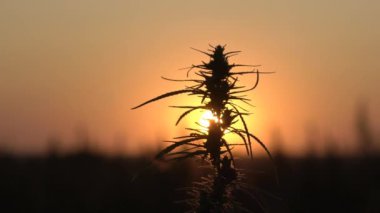 Ağır çekim shot esrar günbatımı arka plan, orta.