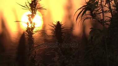 Muhteşem gün batımı arka planda esrar alanının yavaş hareket geniş vurdu.