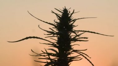 Ağır çekim shot esrar günbatımı arka plan, orta.