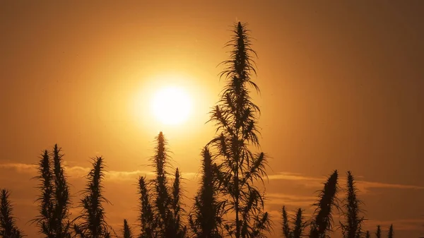 Tiro de meados de cannabis no fundo por do sol. Fotos De Bancos De Imagens