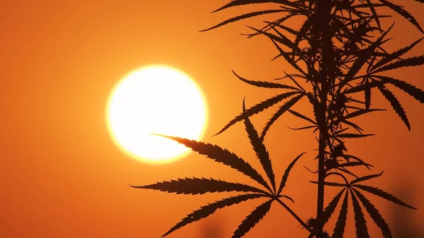 Detailní záběr marihuany v západu slunce pozadí. Stock Obrázky