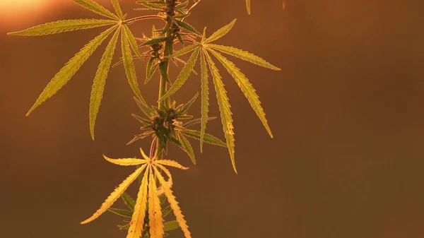 Close-up shot of marijuana at the sunset background. — Stock Photo, Image