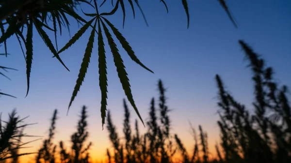 Široký záběr na poli marihuany v úžasný západ slunce pozadí. Royalty Free Stock Obrázky