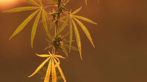 Detailní záběr marihuany v západu slunce pozadí. Stock Snímky