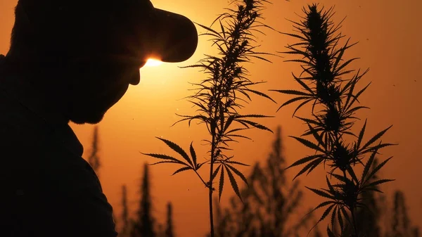 Média foto do homem processando o campo de maconha no fundo do pôr-do-sol . Fotos De Bancos De Imagens