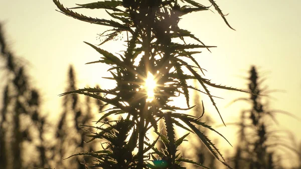 Široký záběr na poli marihuany v úžasný západ slunce pozadí. Stock Fotografie