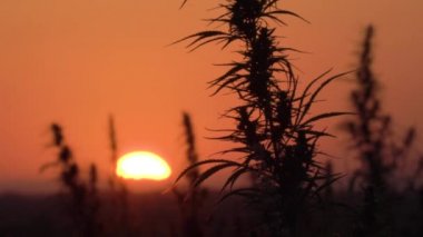 Muhteşem gün batımı arka planda esrar alanının yavaş hareket geniş vurdu.