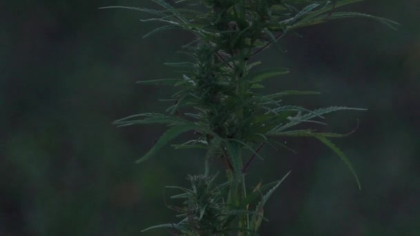 Slow motion mid shot of cannabis at the sunset background. — Stock Video