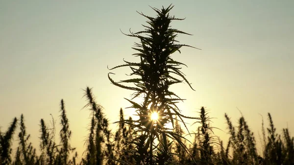 Tiro de meados de cannabis no fundo por do sol. Imagens De Bancos De Imagens Sem Royalties