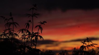 İnanılmaz günbatımı arka planında marihuana tarlası. Çiftçi çiftliği kontrol ediyor.