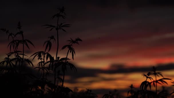 Champ de marijuana à l'arrière-plan incroyable coucher de soleil. Un agriculteur inspecte la plantation — Video