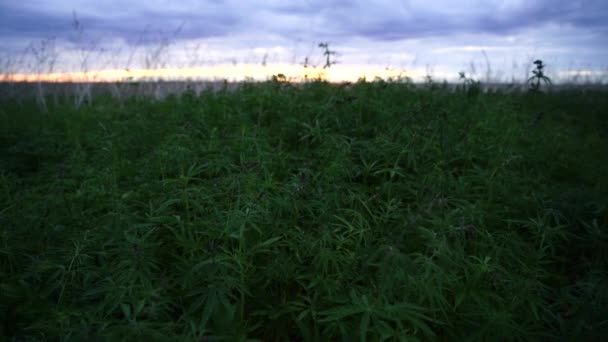 Marijuanafält. Cannabisodling. Jordbrukaren inspekterar plantagen. Blad av kanabis svajande i vinden på den blå himlen bakgrund. — Stockvideo