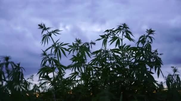 Campo di marijuana. Coltivazione di cannabis. Foglie di canabis ondeggianti nel vento sullo sfondo blu del cielo . — Video Stock