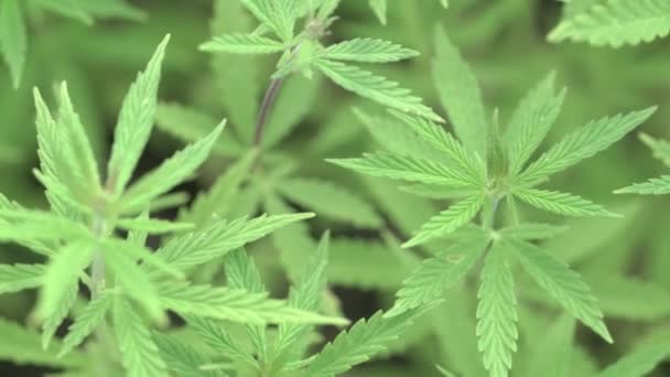 Marijuana veld. Cannabisteelt. Close-up uitzicht op een verlof van canabis. — Stockvideo