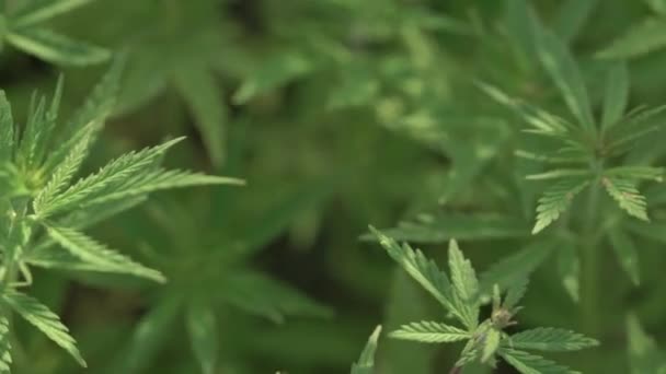 Marijuana field. Cannabis cultivation. Close up view on a leave of canabis swaying in the wind. — Stock Video