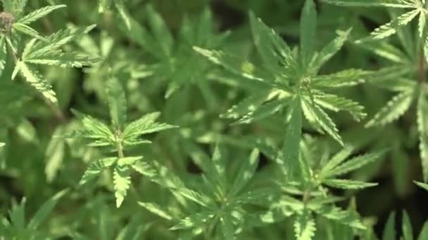 Marijuana field. Cannabis cultivation. Close up view on a leave of canabis swaying in the wind. — Stock Video