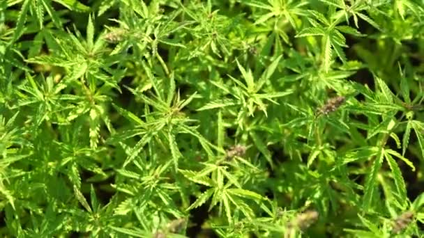 Marihuana-Feld. Cannabis-Anbau. Blick aus nächster Nähe auf ein im Wind schwankendes Kaninchen. — Stockvideo