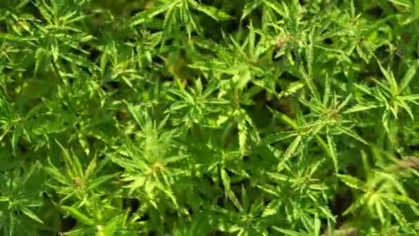 マリファナ畑だ。大麻栽培。風に揺れる大麻の葉の上のビューを閉じる. — ストック動画
