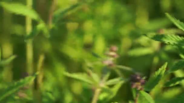 Marihuana-Feld. Cannabis-Anbau. Blick aus nächster Nähe auf ein im Wind schwankendes Kaninchen. — Stockvideo