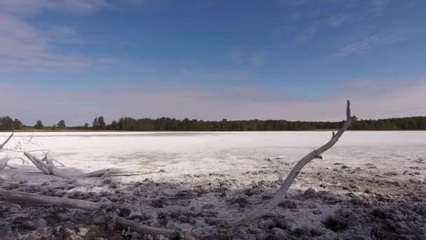 Сухое солёное озеро, окруженное сосновым лесом . — стоковое видео