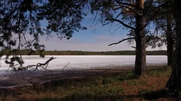 Dried salt lake surrounded by pine forest. — Stock Video