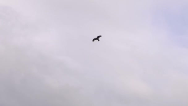 Faucon noir s'envole sur un fond de nuages blancs .
