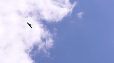 Beyaz bulutların arka planında yükselen Kara Şahin.