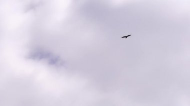 Beyaz bulutların arka planında yükselen Kara Şahin.