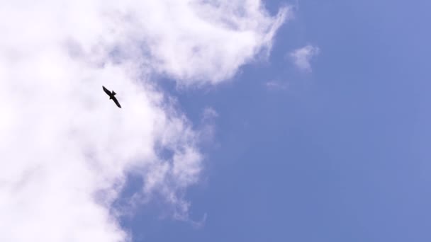 Halcón negro se eleva sobre un fondo de nubes blancas . — Vídeos de Stock
