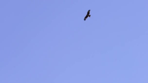 Na modré obloze se vznášejí dva orli. Jeho orlí křídla. Silueta ptáků létá. Svoboda přírody je divoká a pestrá. — Stock video