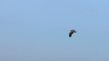 Gökyüzünde uçan kartal