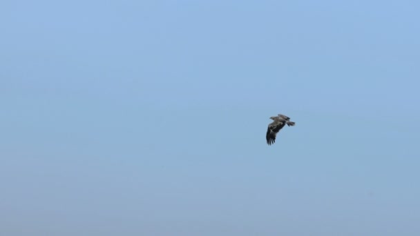 Vliegende adelaar in de lucht — Stockvideo