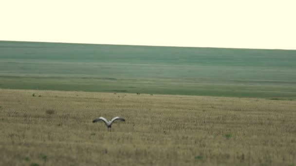 Kranen stijgen op in de steppe — Stockvideo