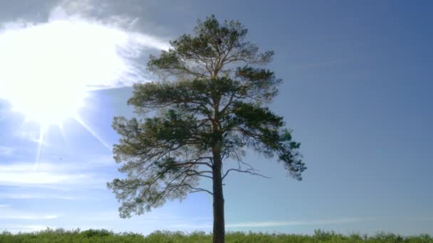 Eenzame boom in de steppe aan de blauwe lucht bacvkground. Takken bewegen in de wind. — Stockvideo