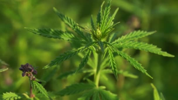 Marijuana veld. Cannabisteelt. Close-up zicht op een verlof van canabis zwaaiend in de wind. — Stockvideo