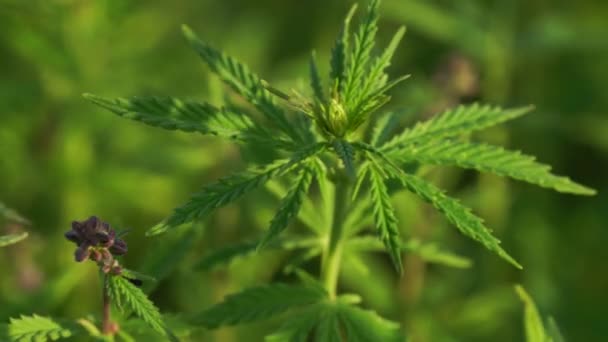 Marijuana field. Cannabis cultivation. Close up view on a leave of canabis swaying in the wind. — Stock Video