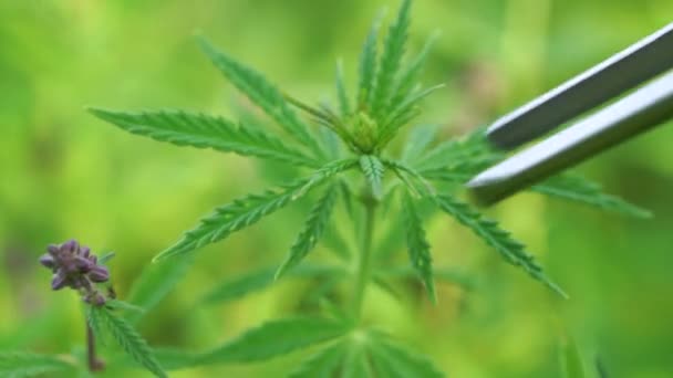 Wissenschaftler mit Pinzette entnimmt Proben und beobachtet CBD-Hanfpflanzen auf Marihuana-Feld. — Stockvideo