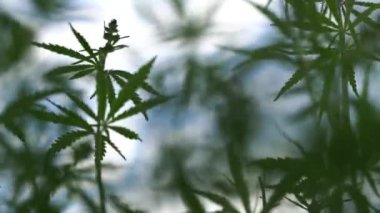 Marihuana tarlası. Kenevir ekimi. Kanabilerin yaprakları mavi gökyüzü arka planında rüzgarda sallanıyor.