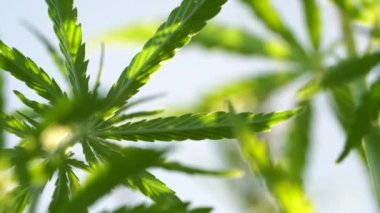 Marihuana tarlası. Kenevir ekimi. Kanabilerin yaprakları mavi gökyüzü arka planında rüzgarda sallanıyor.